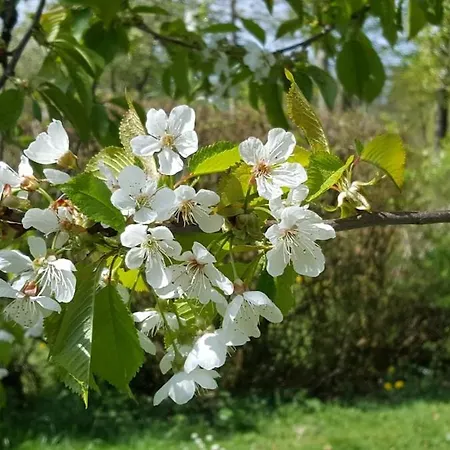 شقة Am Alten Fachwerk مونشاو