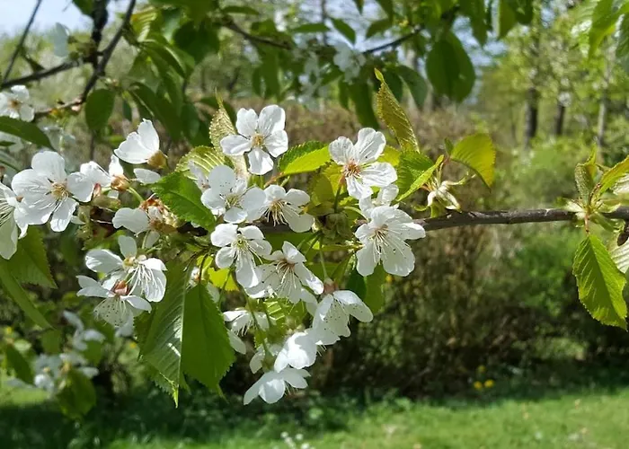 Lägenhet Am Alten Fachwerk Monschau